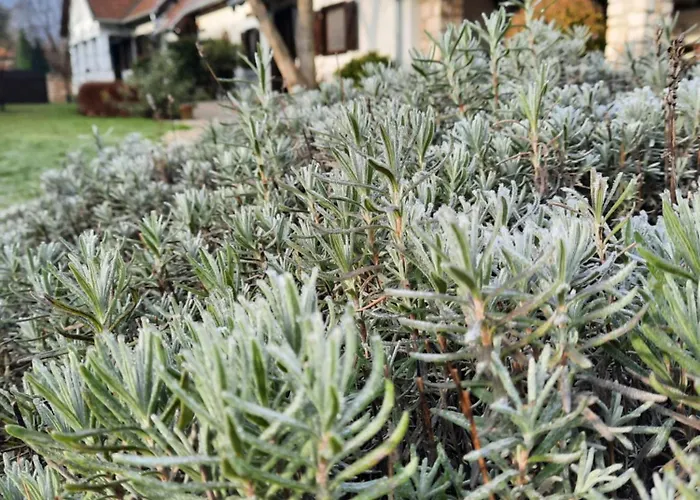 דירה Kalium Vendeghaz Mindszentkálla